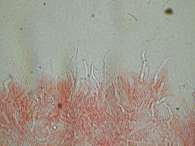 Cheimonophyllum candidissimum   (Berk. & M.A. Curtis) Singer